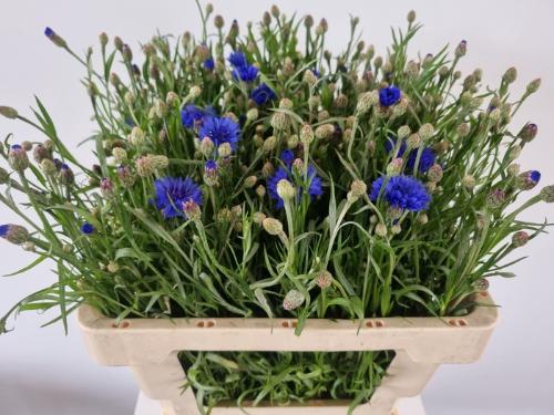 Centaurea cyanus