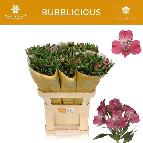 Alstroemeria Bubblicious