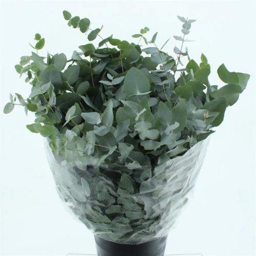 Eucalyptus per bos cinerea