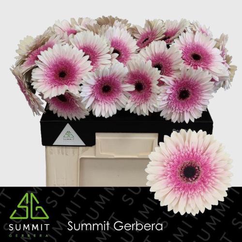 Gerbera grootbloemig 'Lisandra'