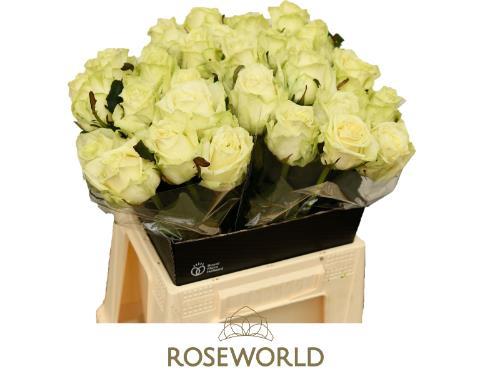 Rosa grootbloemig White Naomi!