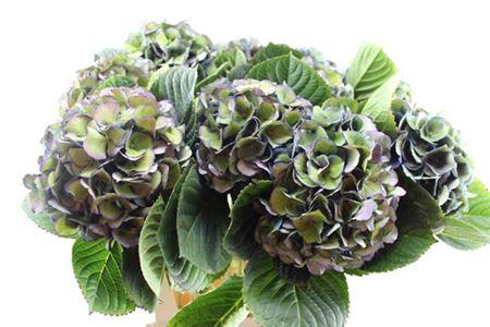 Hydrangea macrophylla Royal King (classic)