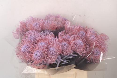 Leucospermum 'Naomi' kleurbehandeld H%
