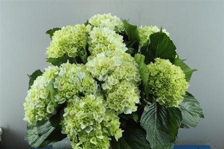 Hydrangea macrophylla 'Lima'