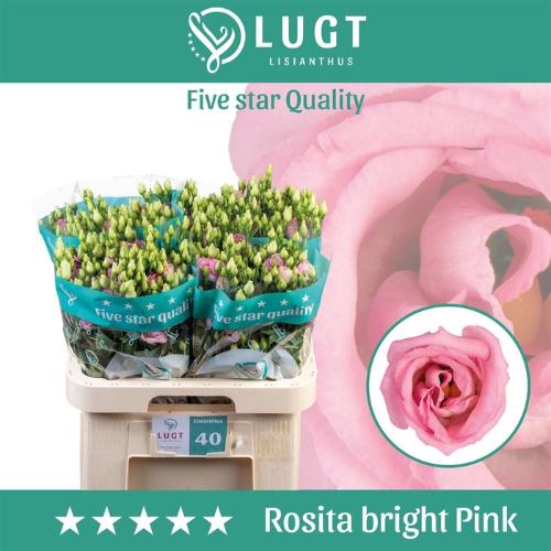 Eustoma russellianum gevuldbloemig 'Rosita Bright Pink'