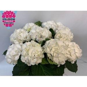 Hydrangea macrophylla 'Schneeball'