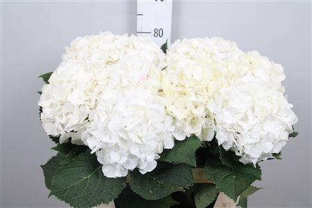Hydrangea macrophylla Noordpool