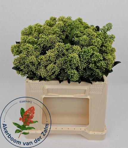 Skimmia japonica 'Frank White' per bos