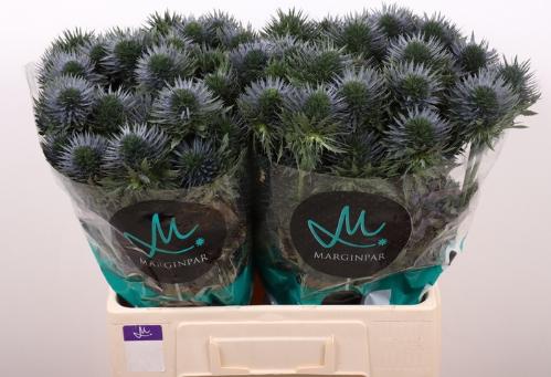 Eryngium alpinum 'Scorpius Questar'