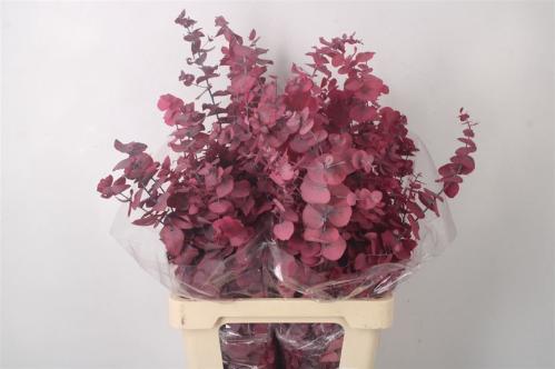 Eucalyptus polyanthemos (fruit) kleurbehandeld per bos H%