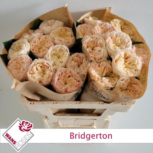 Rosa grootbloemig Bridgerton