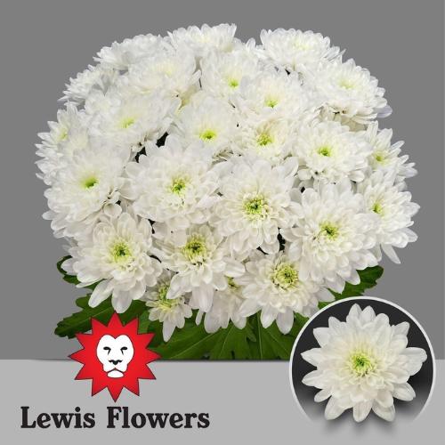 Chrysanthemum Indicum Grp tros kas Baltica