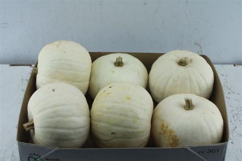 Siervruchten per stuk Cucurbita maxima 'Halloween'