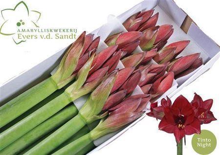 Hippeastrum Galaxy Grp 'Tinto Night'