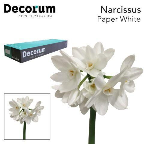 Narcissus Tazetta Grp met blad 'Ziva'