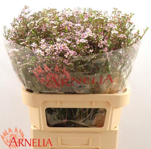 Chamelaucium 'Alouana'