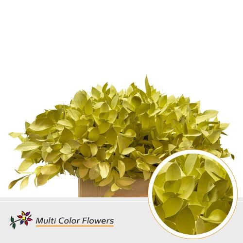 Ruscus kleurbehandeld H%