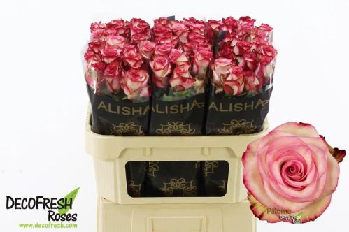 Rosa grootbloemig Paloma