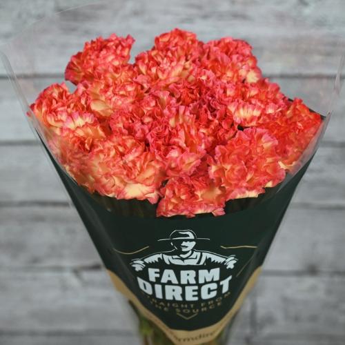 Dianthus standaard 'Zenit'