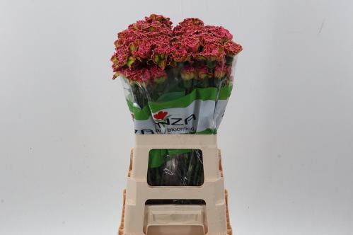 Dianthus standaard kleurbehandeld H%