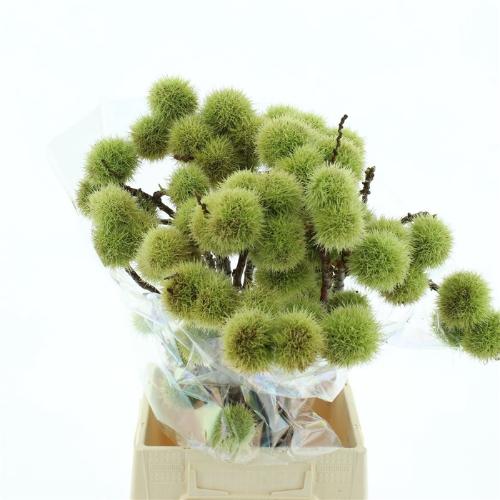 Castanea sativa