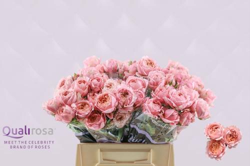 Rosa tros overig