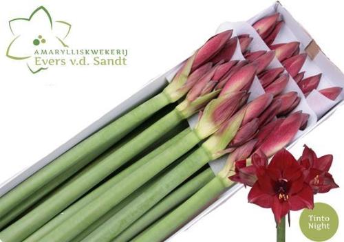 Hippeastrum Galaxy Grp 'Tinto Night'