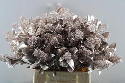 Skimmia per bos overig kleurbehandeld H%