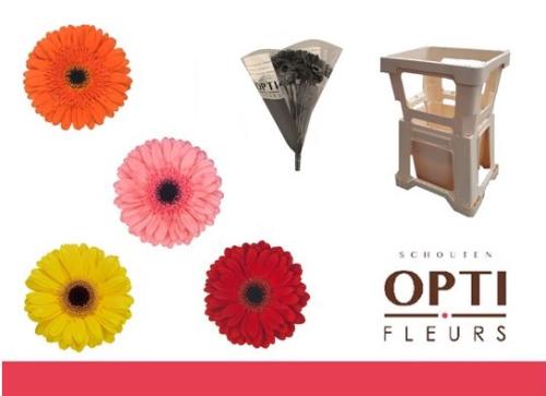 Gerbera grootbloemig gemengd op rij