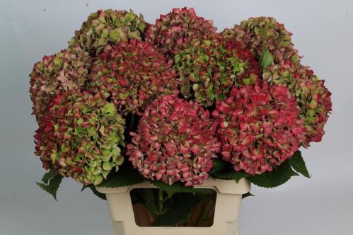 Hydrangea macrophylla Glowing Alps (classic)