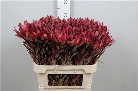 Leucadendron 'Jester'