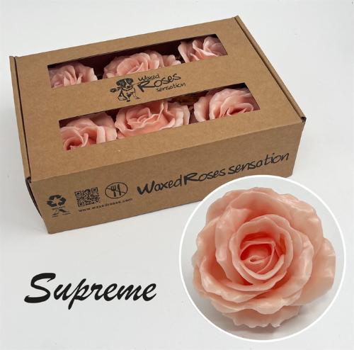 Rosa grootbloemig gewaxt H%