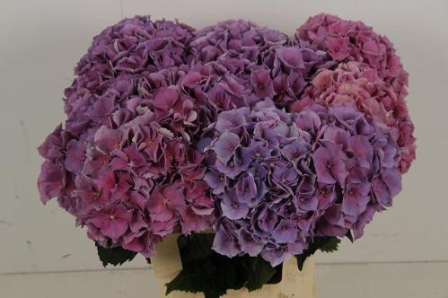 Hydrangea macrophylla Cassanova