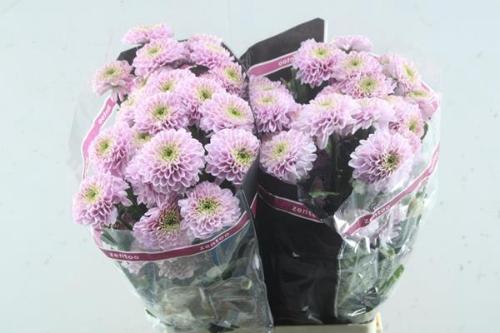 Chrysanthemum (Indicum Grp) tros Letsgo Pink
