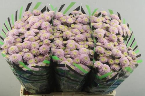 Chrysanthemum (Indicum Grp) tros santini Ellison Sweet