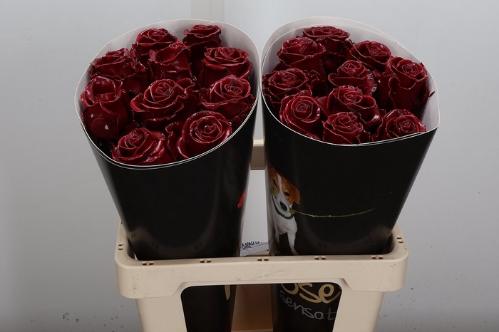 Rosa grootbloemig gewaxt H%