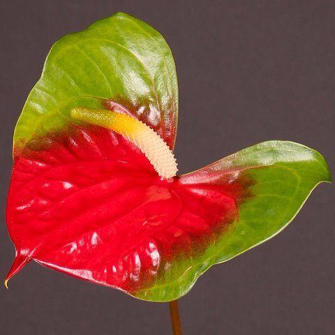 Anthurium Andreanum Grp Narita