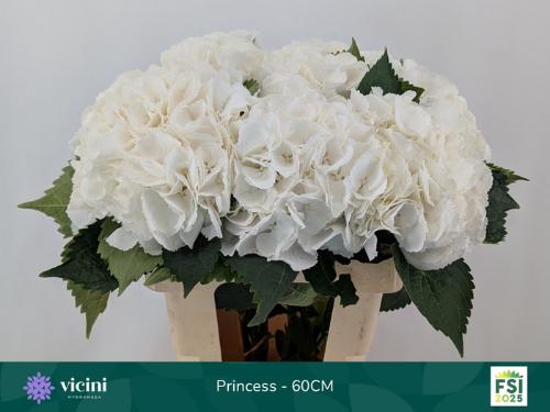 Hydrangea macrophylla Royal Princess