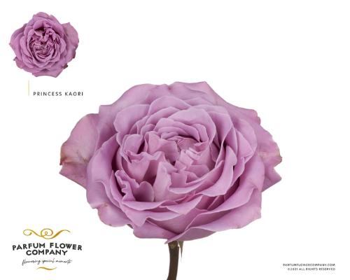 Rosa grootbloemig overig