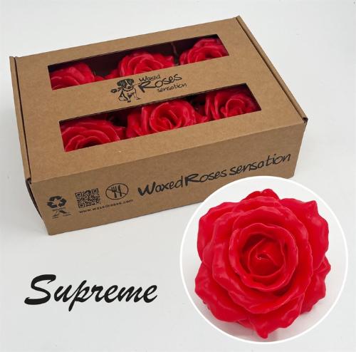 Rosa grootbloemig gewaxt H%