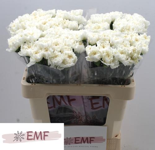 Dianthus standaard Mont Blanc