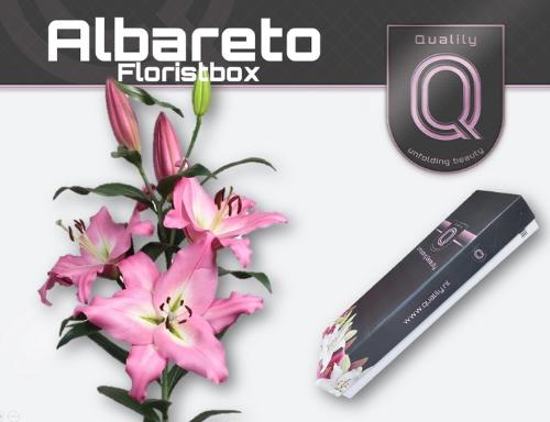 Lilium (OT-hybrids Grp) 'Albareto'