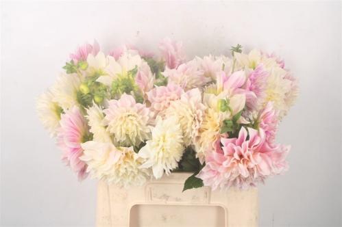 Dahlia Decor Grp 'Café au Lait'