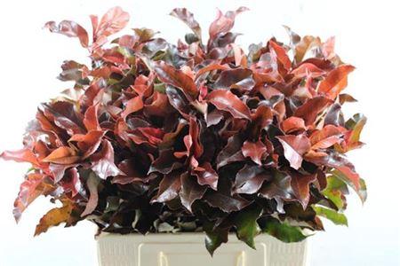 Photinia Magical Volcano