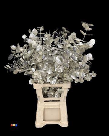 Eucalyptus cinerea kleurbehandeld per bos H%