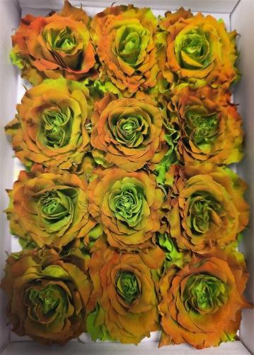 Rosa grootbloemig kleurbehandeld H%