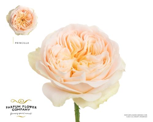 Rosa grootbloemig Priscilla!