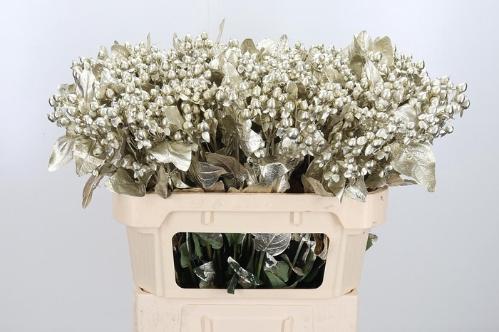 Hypericum overig kleurbehandeld H%