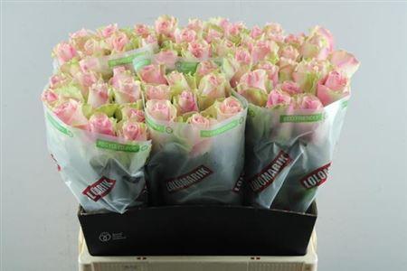 Rosa grootbloemig Belle Rose