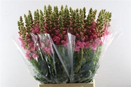 Antirrhinum majus 'Potomac Rose'